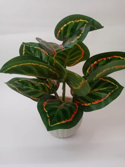 Money Plant Pack Of 1