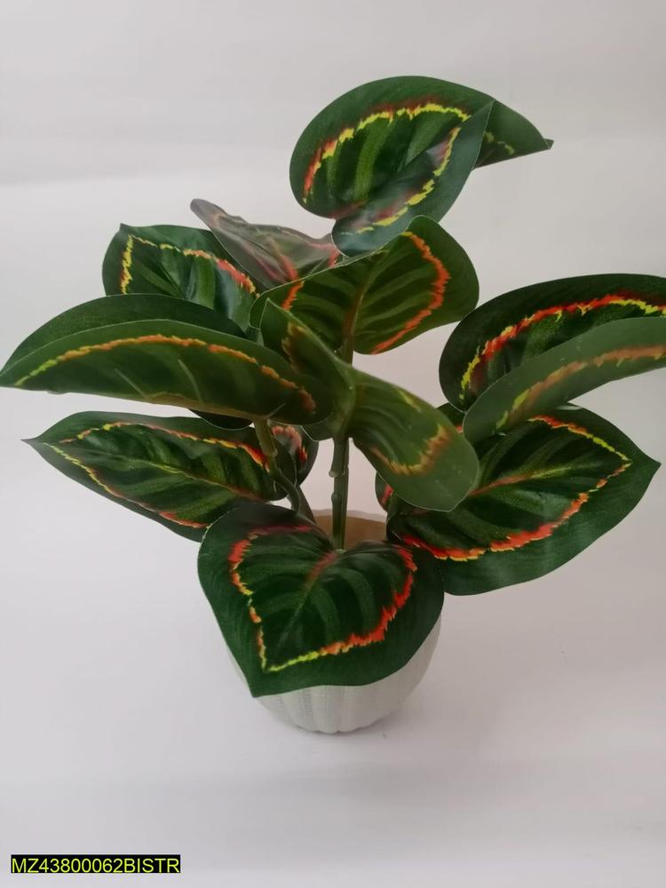 Money Plant Pack Of 1